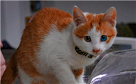 猫故意把大便拉在外面怎么处理呢？