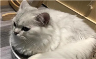 猫咪为什么喜欢石榴树桩呢