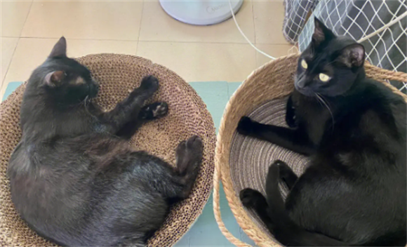 玄猫：什么是玄猫，玄猫和黑猫有什么区别-宠物网
