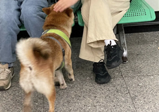 走丢柴犬误闯进地铁站，工作人员找到后抱它离开，像明星