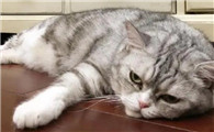 挤压猫咪肚子为什么吐啊
