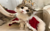 猫咪为什么崇拜主人的脚丫