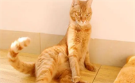 猫咪为什么突然神情紧张呢