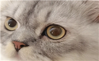 猫咪在外面拉稀是为什么呢