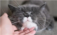 猫为什么喜欢被人捞下巴呢