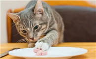 猫咪为什么突然不吃食呢