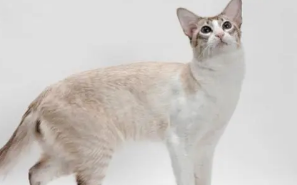 探究高傲的波米拉猫! 探究高傲的波米拉猫!