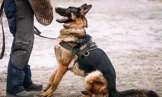 德牧犬拴着养会怎么样？