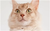 猫不打疫苗也不绝育会不会死？