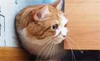 猫咪为什么爱抠脚皮