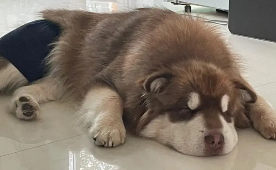 阿拉斯加饿了有什么反应