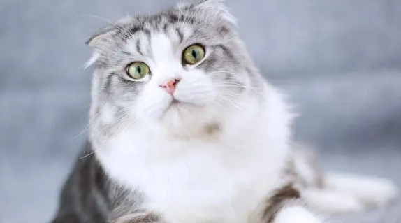 高地折耳猫价格是多少钱一只 高地折耳猫价格是多少钱一只