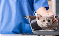 猫咪不能进医院是为什么