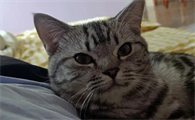 为什么我家猫总盯着我