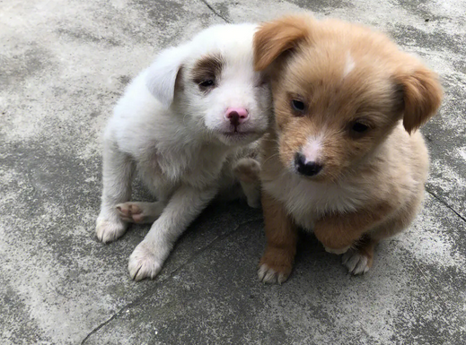 怎么样养小土狗最好 怎么样养小土狗最好