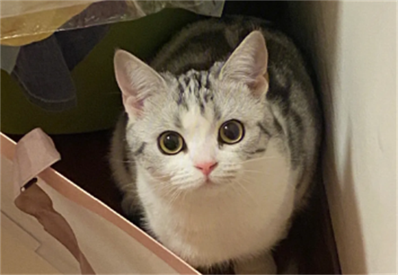 起司猫是什么品种的猫咪?是与哪只猫配出来的? 起司猫是什么品种的猫咪?是与哪只猫配出来的?