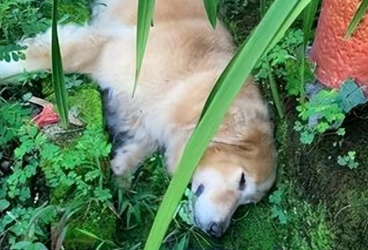 以为17岁吉娃娃死了,主人边哭边联系殡仪馆,结果突然跳起狂炫饭 以为17岁吉娃娃死了,主人边哭边联系殡仪馆,结果突然跳起狂炫饭