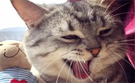 猫咪活得很开心是为什么呢