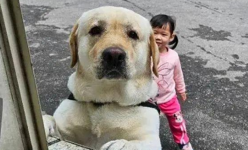 狗狗开开心心陪主人上班,带一天娃后累瘫:这个班不上也罢! 狗狗开开心心陪主人上班,带一天娃后累瘫:这个班不上也罢!