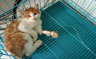 猫咪需要输液治疗是为什么