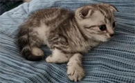 新手养猫基础知识包含哪些内容