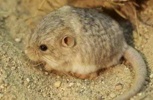 草原林跳鼠:和山地鼠有很多类似