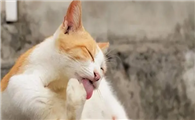 猫咪为什么老舔伤口呢