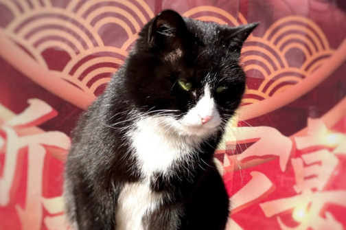 乌云盖雪猫主富贵为什么