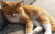 猫咪为什么总是跟人走不动呢