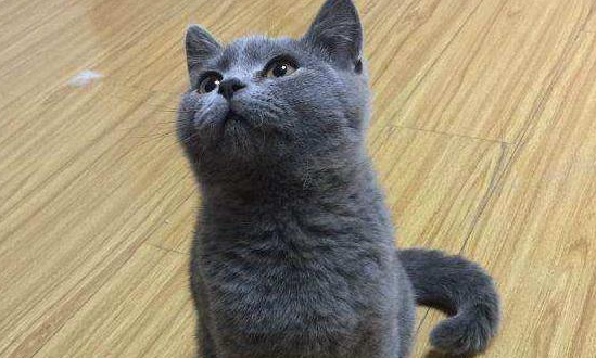 沙特尔蓝猫中国有吗