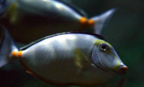 加拉帕哥斯锯尾吊可以养吗？来get下吧