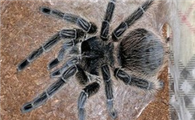 巴西灰烟雾蜘蛛有毒吗？