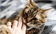 猫咪为什么手总抖动呢