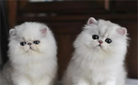 猫价格一览表2023