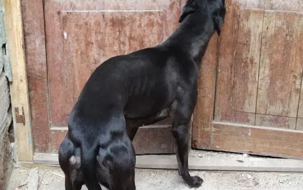 细狗家养怎么样才能养活