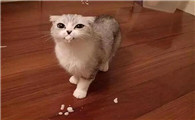 猫体内为什么会有蠕虫啊