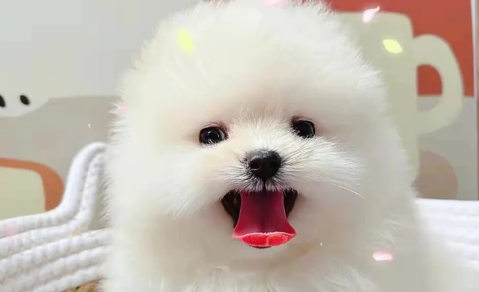 新手养博美好养吗 新手养博美好养吗