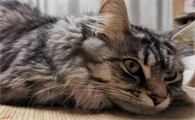 猫咪食欲不振精神萎靡总是趴着