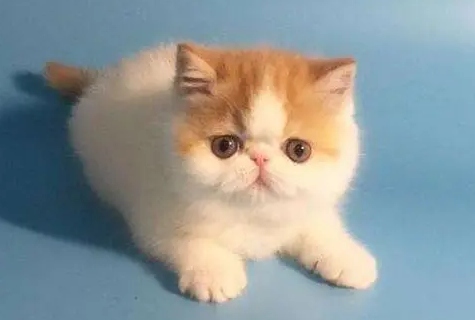 皮堡斯小猫哪里有卖