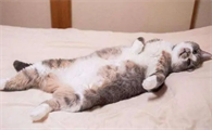 猫咪为什么老往床上拉尿怎么回事