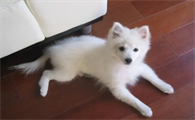 银狐犬的寿命有多长时间