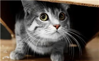 猫咪为什么不能受惊吓呢