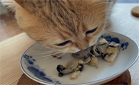 猫咪可以吃生蚝吗