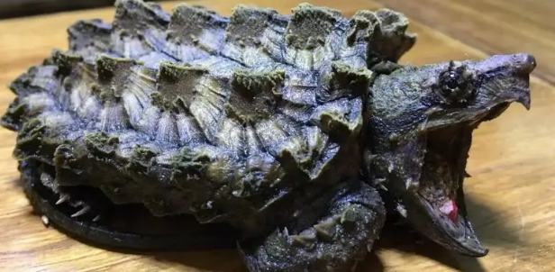 宠物鳄龟能活多久呢