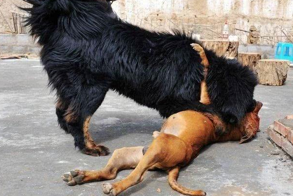 比特犬和藏獒谁更厉害? 比特犬和藏獒谁更厉害?