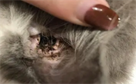 猫耳螨的症状是怎样的呢
