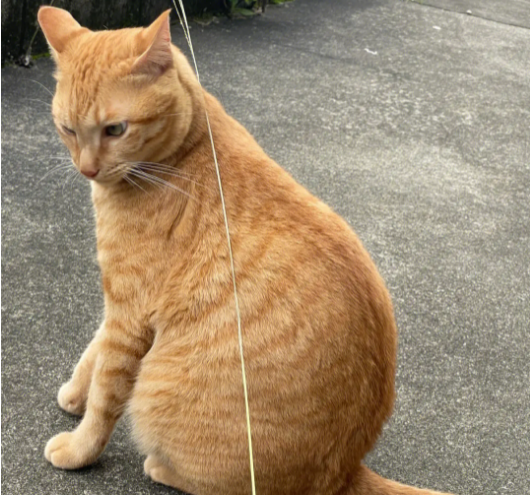 橘猫为什么不建议养？