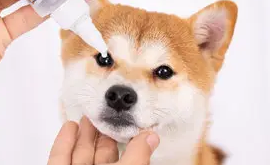 一文详解:亮洁宠物眼药水怎么用? 一文详解:亮洁宠物眼药水怎么用?