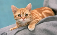 猫咪吃了夏桑菊颗粒会死吗
