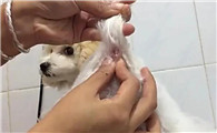 狗肛门腺是什么呢